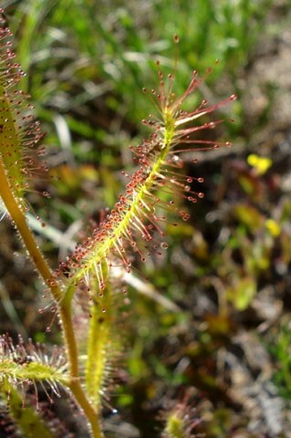 Drosera cistiflora leaf